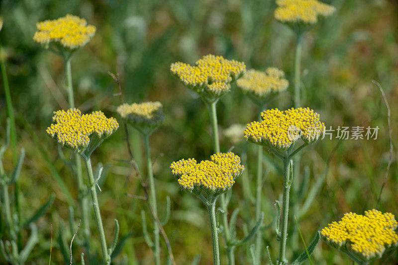 开花黄蓍草(Achillea Clypeolata L.)